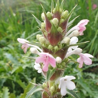 Morina longifolia SDR7441